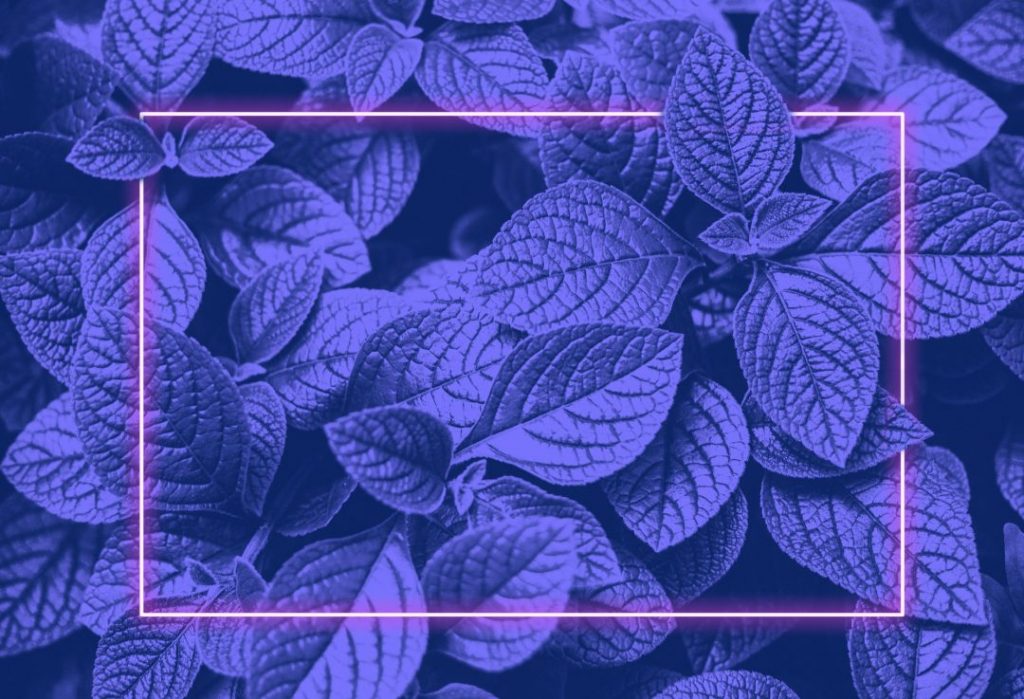 Vibrant blue leaves layout and pink neon glowing frame.Vapor wave retro texture.