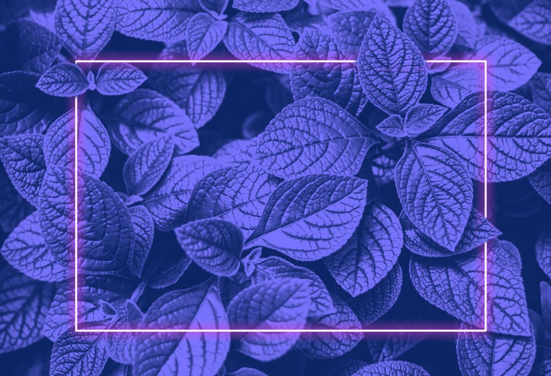 Vibrant blue leaves layout and pink neon glowing frame.Vapor wave retro texture.