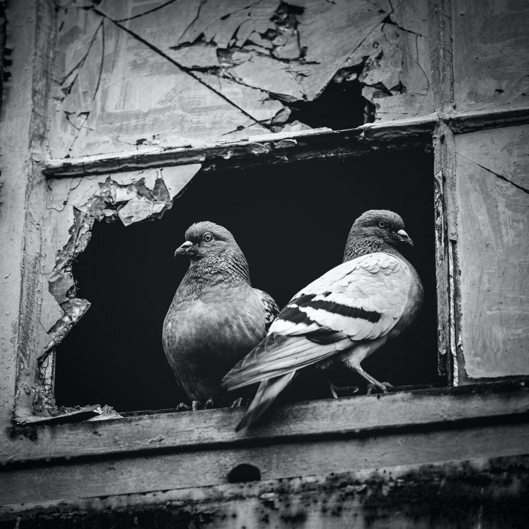 two-pigeons-sitting-together-in-a-broken-window-.jpg